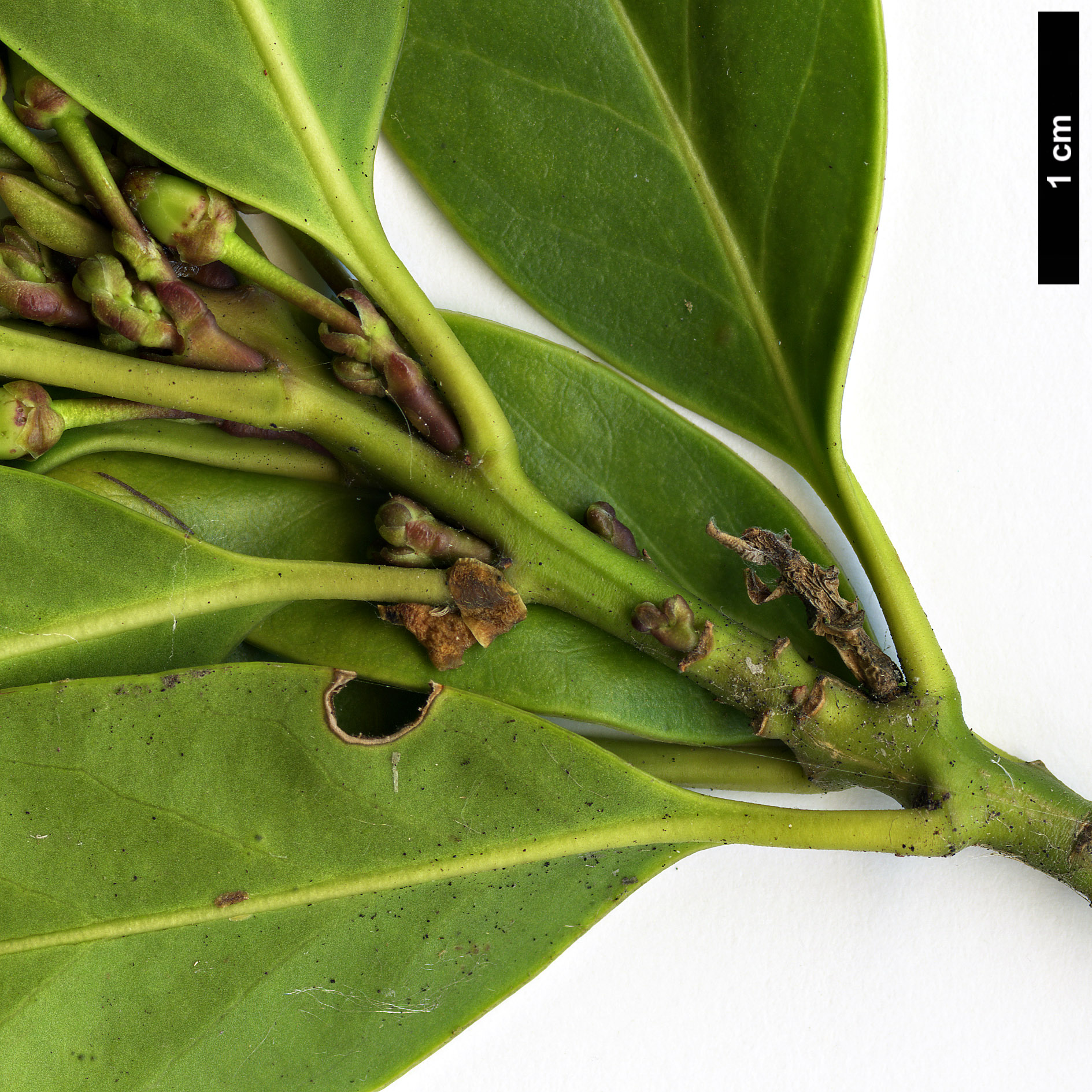 High resolution image: Family: Aquifoliaceae - Genus: Ilex - Taxon: integra - SpeciesSub: var. leucoclada